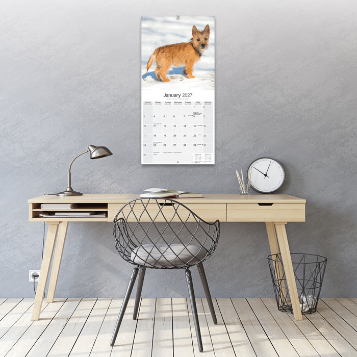 Cairn Terrier 2027 Square Wall Calendar