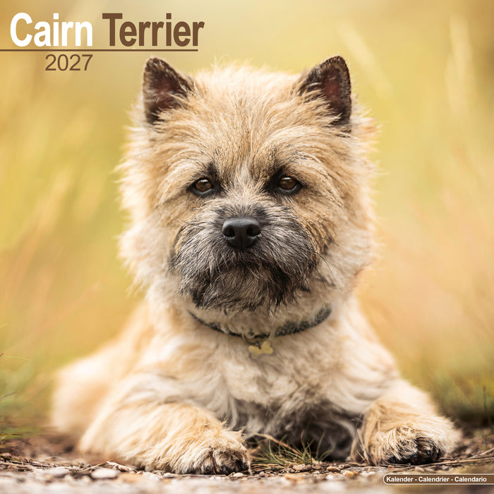 Cairn Terrier 2027 Square Wall Calendar