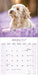Cockapoo 2027 Square Wall Calendar