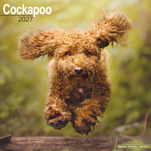 Cockapoo 2027 Square Wall Calendar