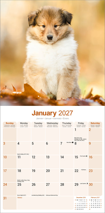 Collie 2027 Square Wall Calendar