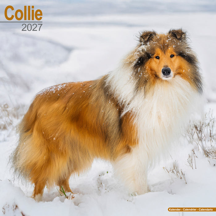 Collie 2027 Square Wall Calendar