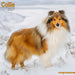 Collie 2027 Square Wall Calendar