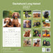 Longhaired Dachshund 2027 Square Wall Calendar