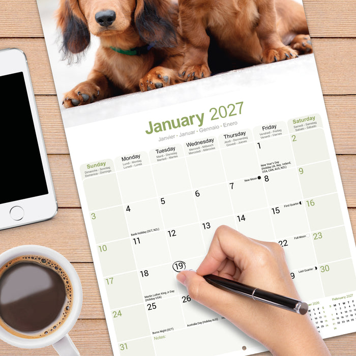 Longhaired Dachshund 2027 Square Wall Calendar