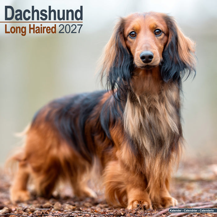 Longhaired Dachshund 2027 Square Wall Calendar