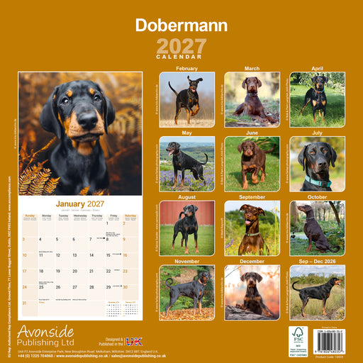 Dobermann Euro 2027 Square Wall Calendar