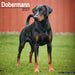 Dobermann Euro 2027 Square Wall Calendar