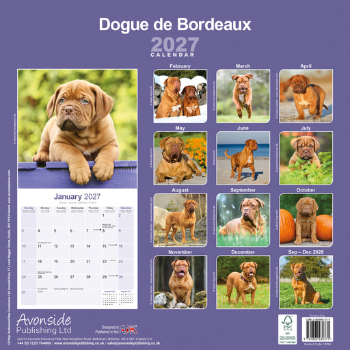 Dogue de Bordeaux 2027 Square Wall Calendar