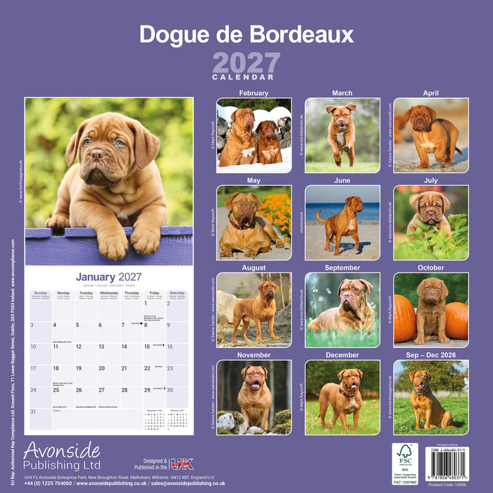 Dogue de Bordeaux 2027 Square Wall Calendar
