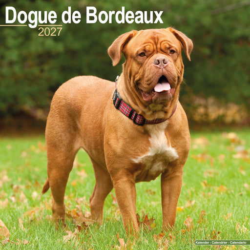 Dogue de Bordeaux 2027 Square Wall Calendar