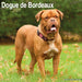 Dogue de Bordeaux 2027 Square Wall Calendar