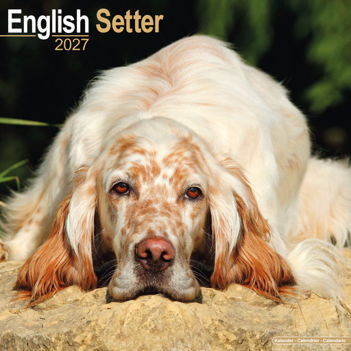 English Setter 2027 Square Wall Calendar