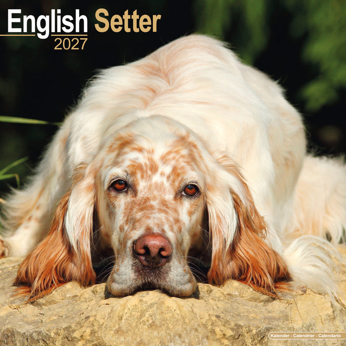 English Setter 2027 Square Wall Calendar