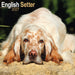 English Setter 2027 Square Wall Calendar