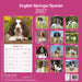 English Springer Spaniel Euro 2027 Square Wall Calendar