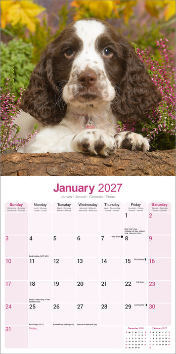 English Springer Spaniel Euro 2027 Square Wall Calendar