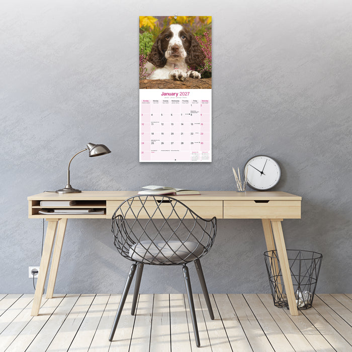 English Springer Spaniel Euro 2027 Square Wall Calendar
