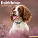 English Springer Spaniel Euro 2027 Square Wall Calendar