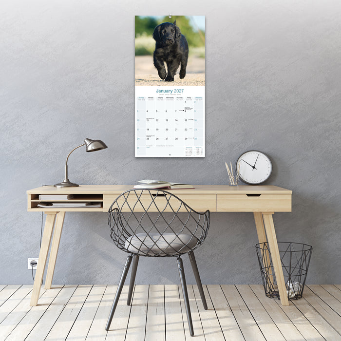 Flatcoated Retriever 2027 Square Wall Calendar
