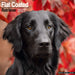Flatcoated Retriever 2027 Square Wall Calendar