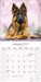 German Shepherd 2027 Square Wall Calendar