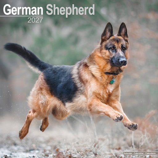 German Shepherd 2027 Square Wall Calendar
