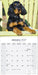 Gordon Setter 2027 Square Wall Calendar