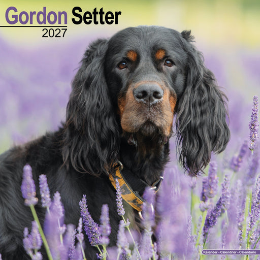 Gordon Setter 2027 Square Wall Calendar