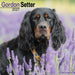 Gordon Setter 2027 Square Wall Calendar