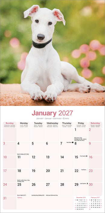 Greyhound 2027 Square Wall Calendar