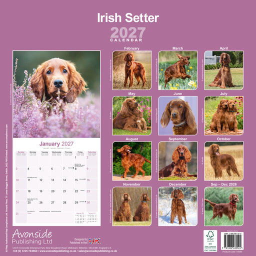 Irish Setter 2027 Square Wall Calendar