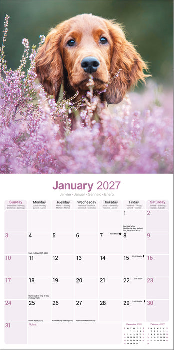 Irish Setter 2027 Square Wall Calendar