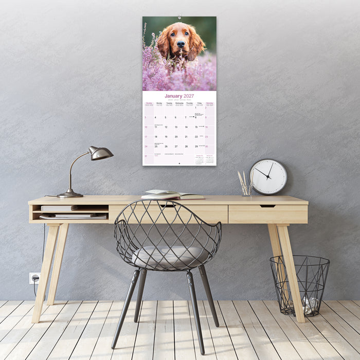 Irish Setter 2027 Square Wall Calendar