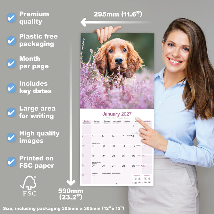 Irish Setter 2027 Square Wall Calendar
