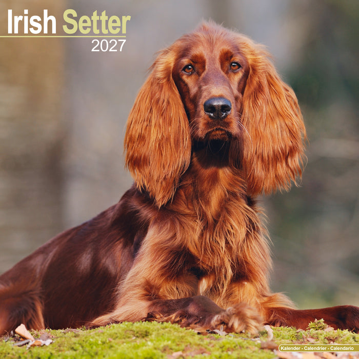 Irish Setter 2027 Square Wall Calendar