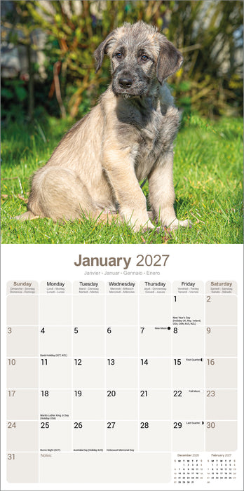 Irish Wolfhound 2027 Square Wall Calendar