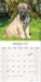 Irish Wolfhound 2027 Square Wall Calendar