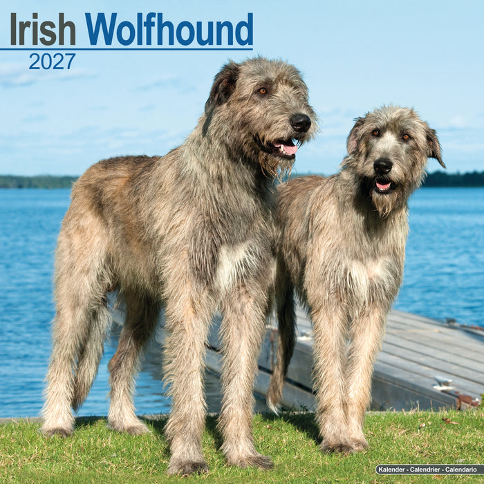 Irish Wolfhound 2027 Square Wall Calendar