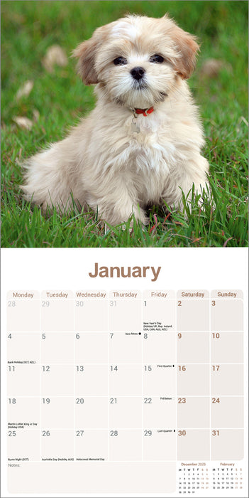 Lhasa Apso 2027 Square Wall Calendar