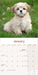 Lhasa Apso 2027 Square Wall Calendar