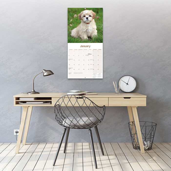 Lhasa Apso 2027 Square Wall Calendar