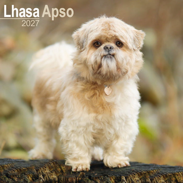 Lhasa Apso 2027 Square Wall Calendar