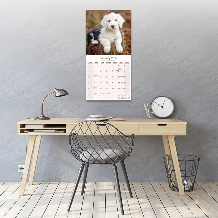 Old English Sheepdog 2027 Square Wall Calendar
