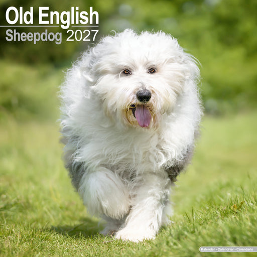 Old English Sheepdog 2027 Square Wall Calendar