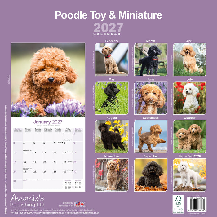 Poodle Toy and Miniature 2027 Square Wall Calendar