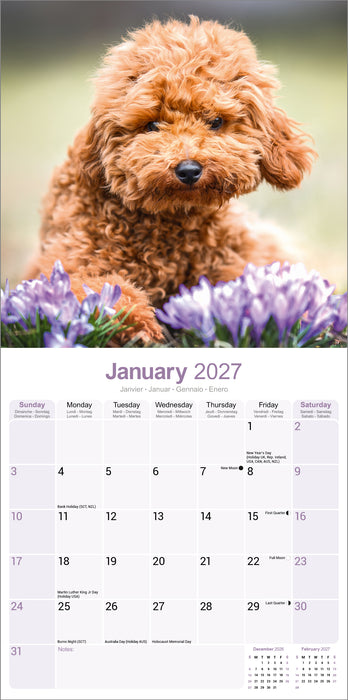 Poodle Toy and Miniature 2027 Square Wall Calendar