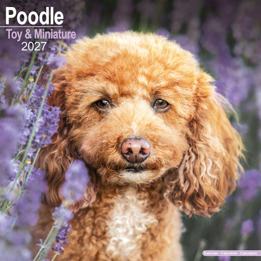 Poodle Toy and Miniature 2027 Square Wall Calendar