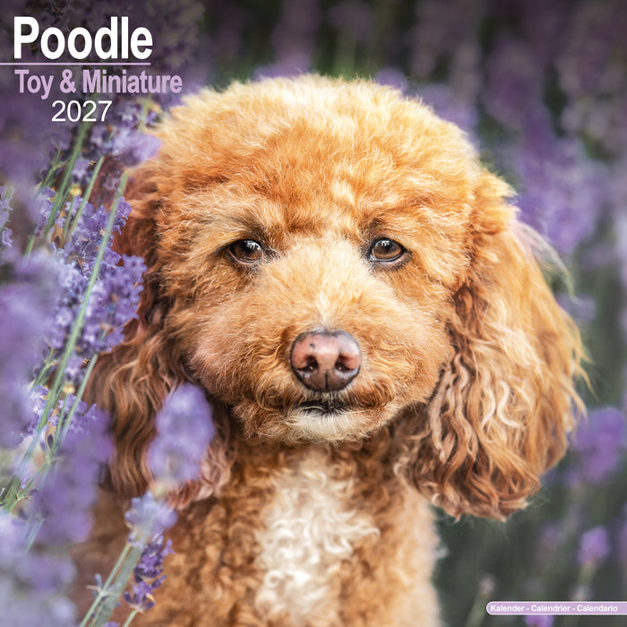 Poodle Toy and Miniature 2027 Square Wall Calendar