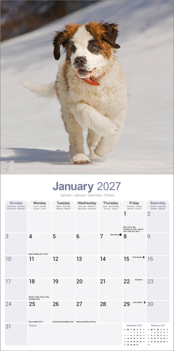 Saint Bernard 2027 Square Wall Calendar